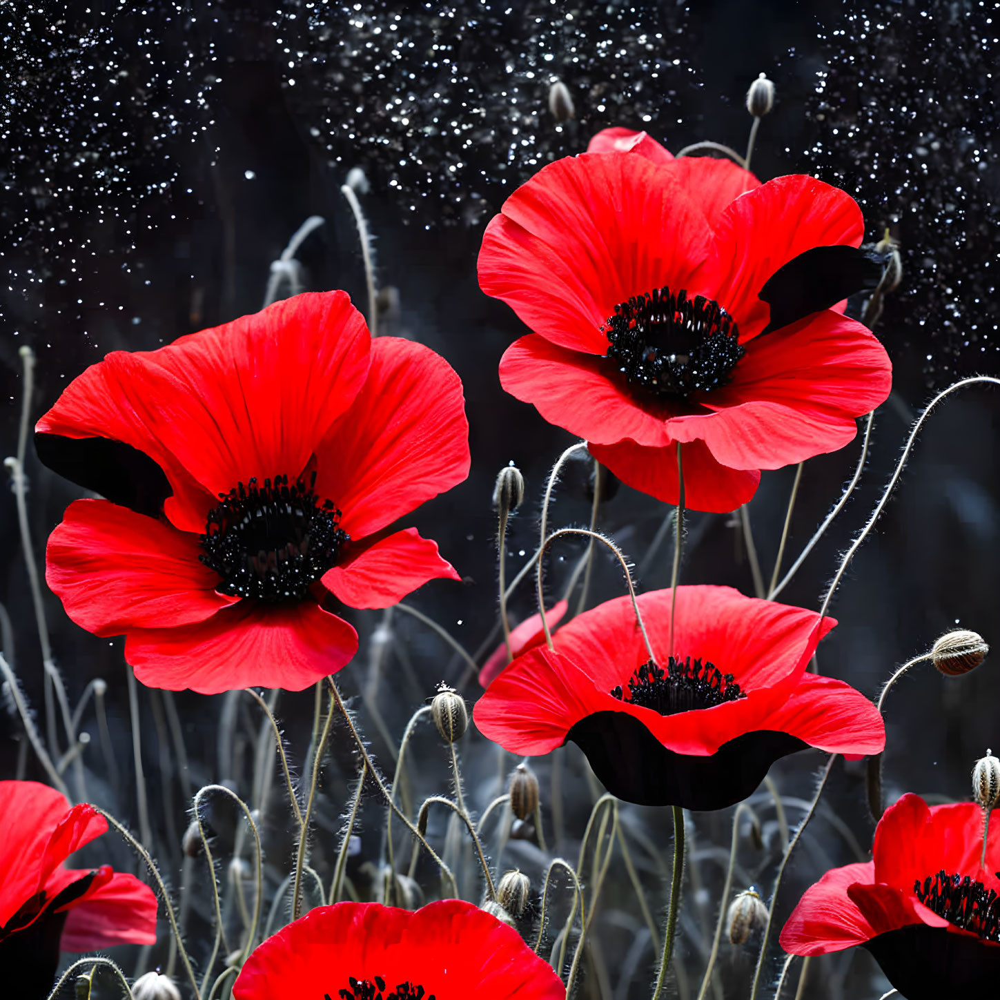 Bright red poppies with dark centers on dark background.