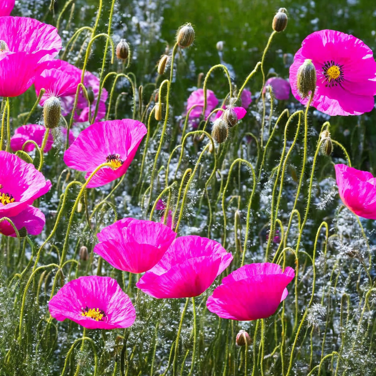 Vibrant pink poppies with green stems and buds in lush green surroundings