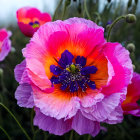 Vibrant Pink Poppy with Dark Purple Center and Yellow Stamens