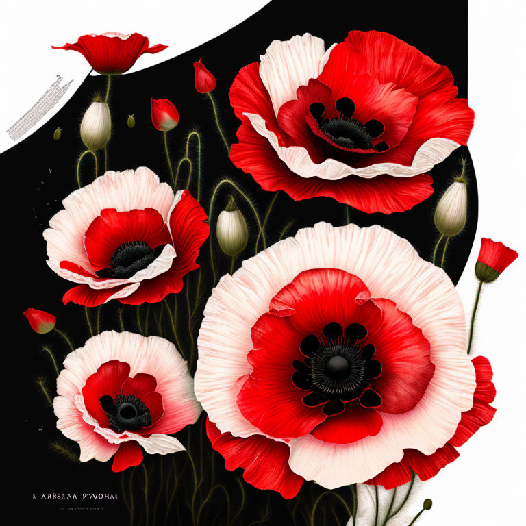 Detailed Red Poppy Illustration with White Streaks on Petals