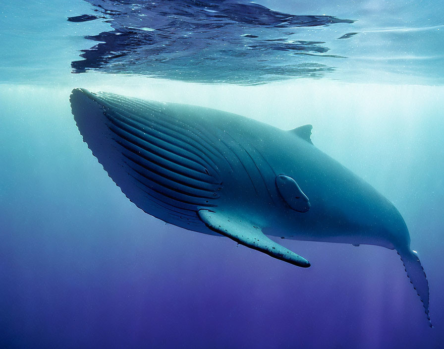 Majestic blue whale swimming near ocean surface