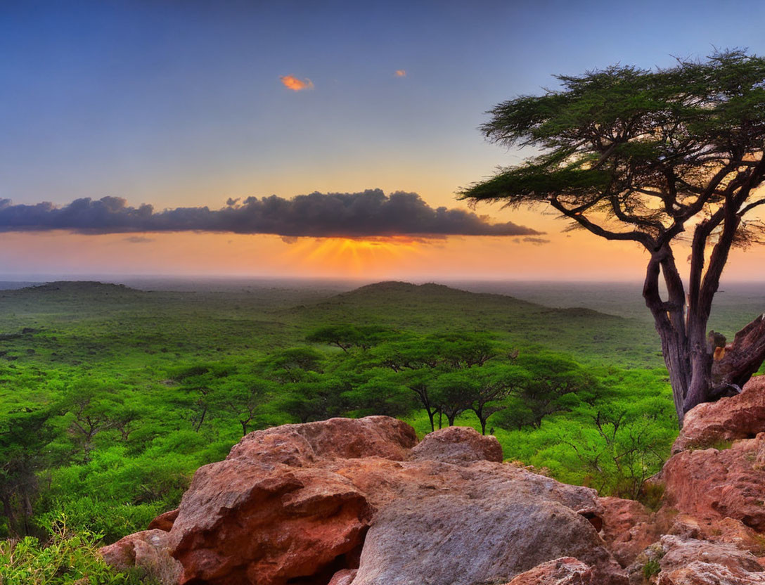 Tranquil savanna sunset with lush foliage and acacia tree silhouette