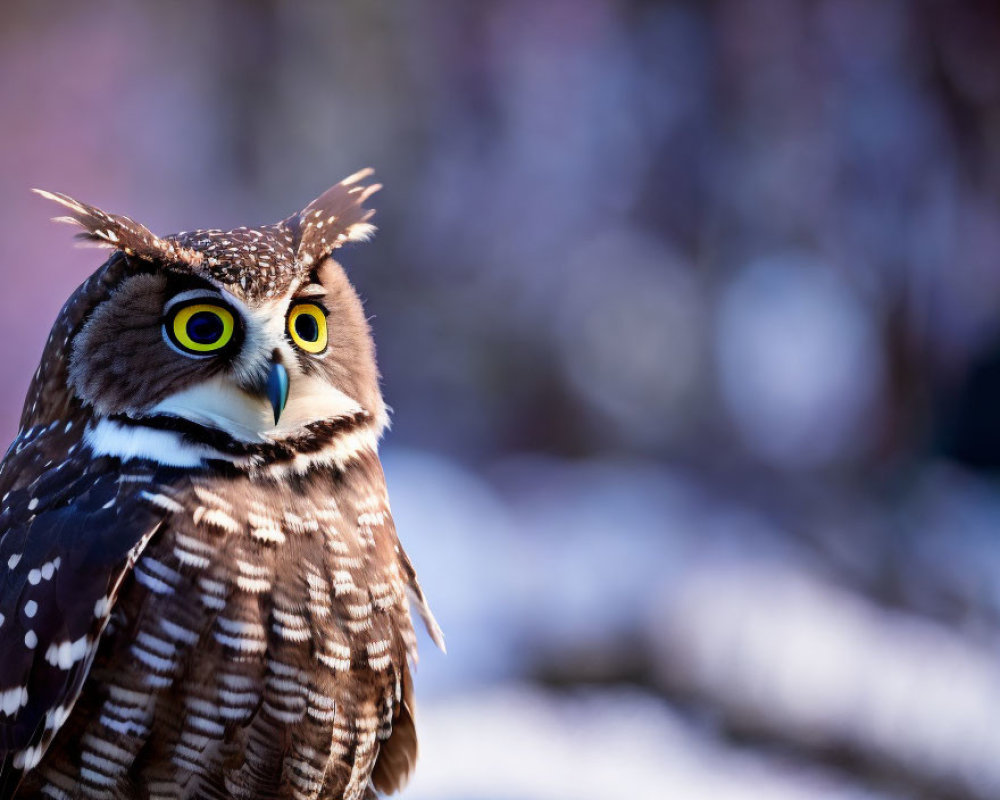 Majestic Great Horned Owl with ear tufts and yellow eyes on pink and purple background