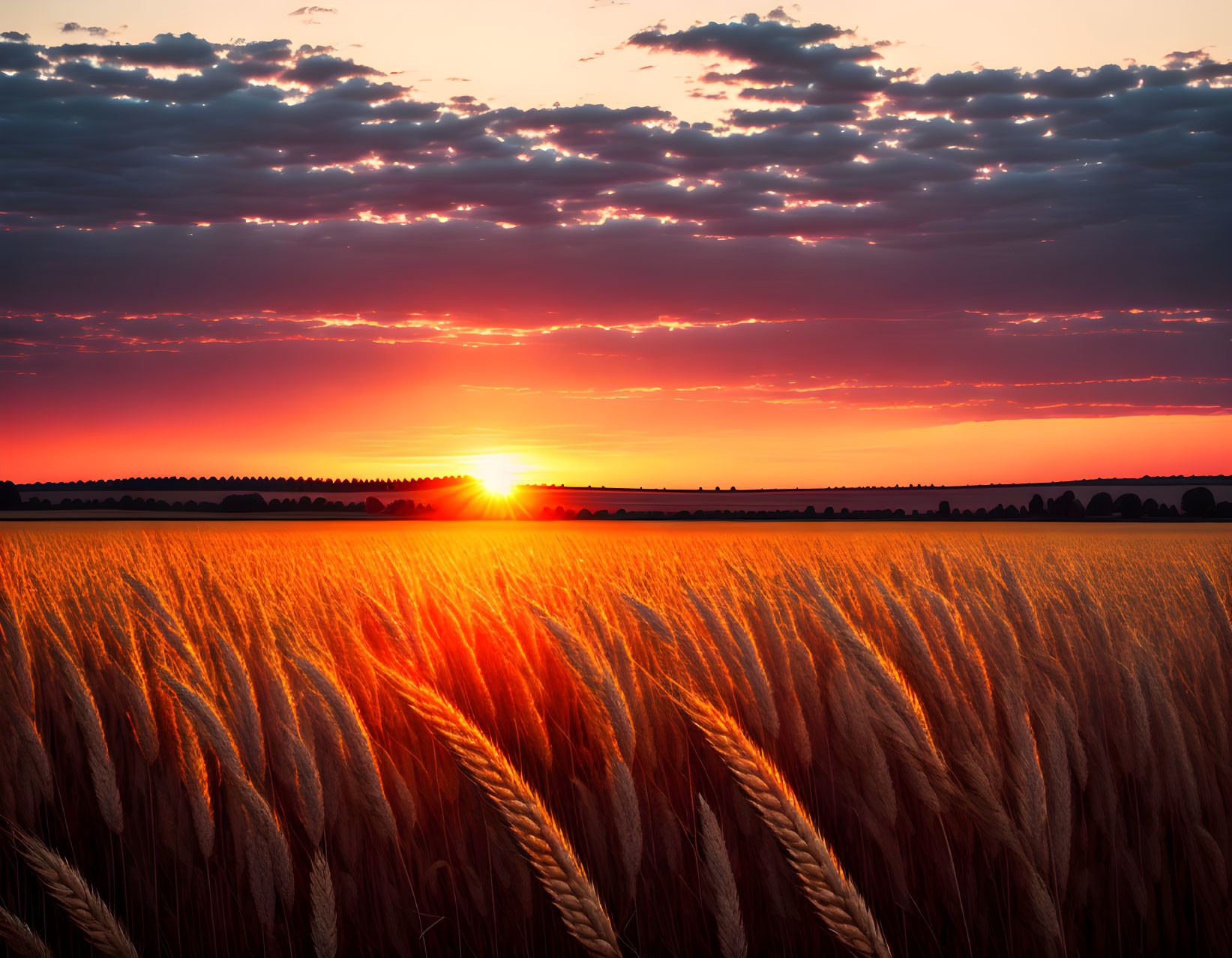 Fiery orange sunset over golden wheat field