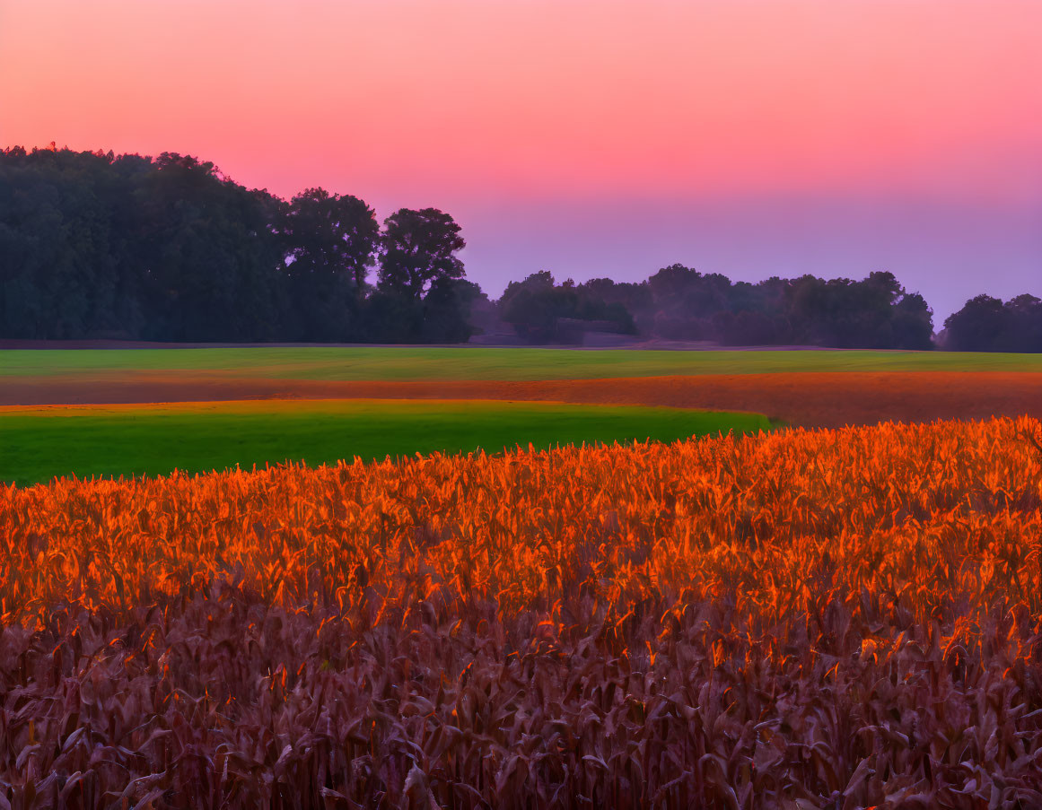 Tranquil Cornfield Sunset with Orange Tones and Pink-Blue Sky