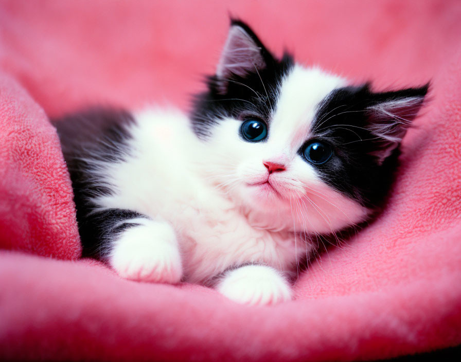 Black and White Kitten with Blue Eyes on Pink Blanket