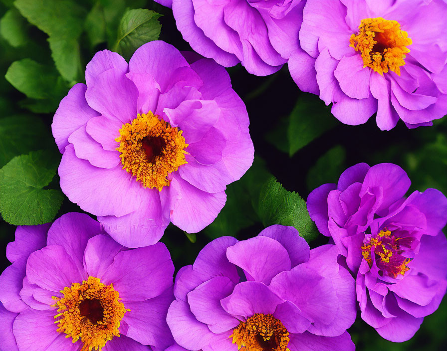 Beautiful Purple Peony Flowers with Green Leaves and Yellow Stamens