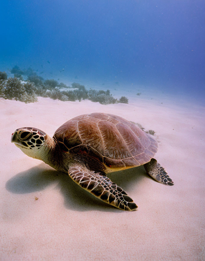 Sea Turtle Resting on Sandy Ocean Floor with Clear Blue Water