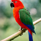 Colorful Parrot with Red Head, Green Wings, and Blue Tail Perched on Branch