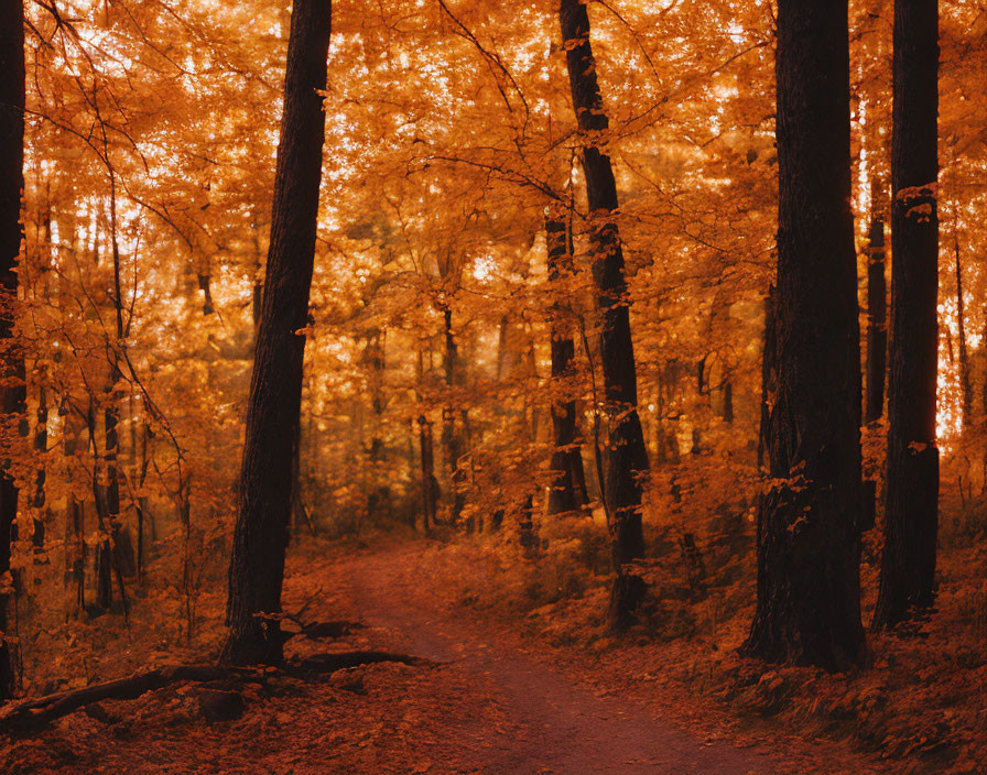 Tranquil forest pathway with vibrant autumnal orange leaves