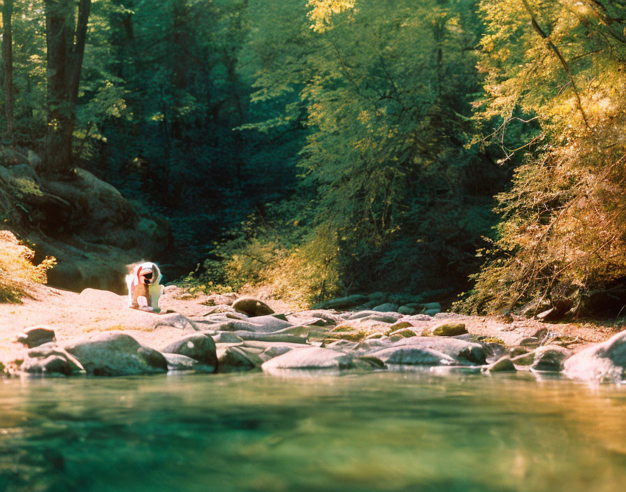 Person crouching on rocky riverbank with lush greenery and sunlight filtering through trees