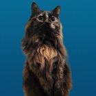 Digital Artwork: Black Tabby Cat with Gold Necklace on Blue Background