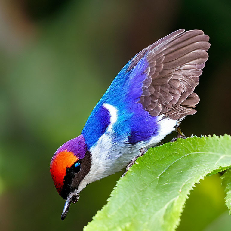 Colorful bird with blue wings, purple chest, red & white head on green leaf