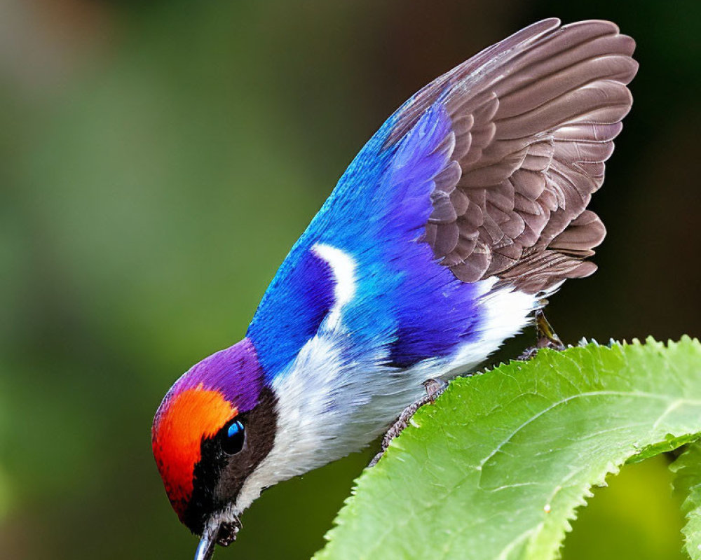 Colorful bird with blue wings, purple chest, red & white head on green leaf