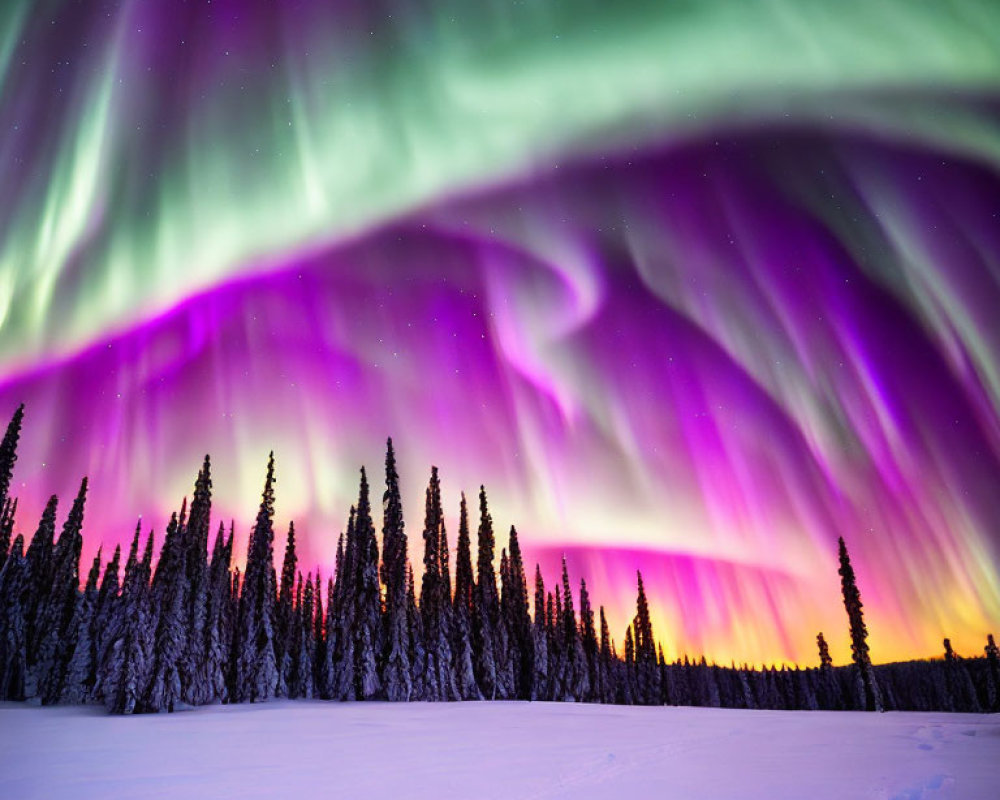 Vibrant aurora borealis above snowy pine forest at twilight