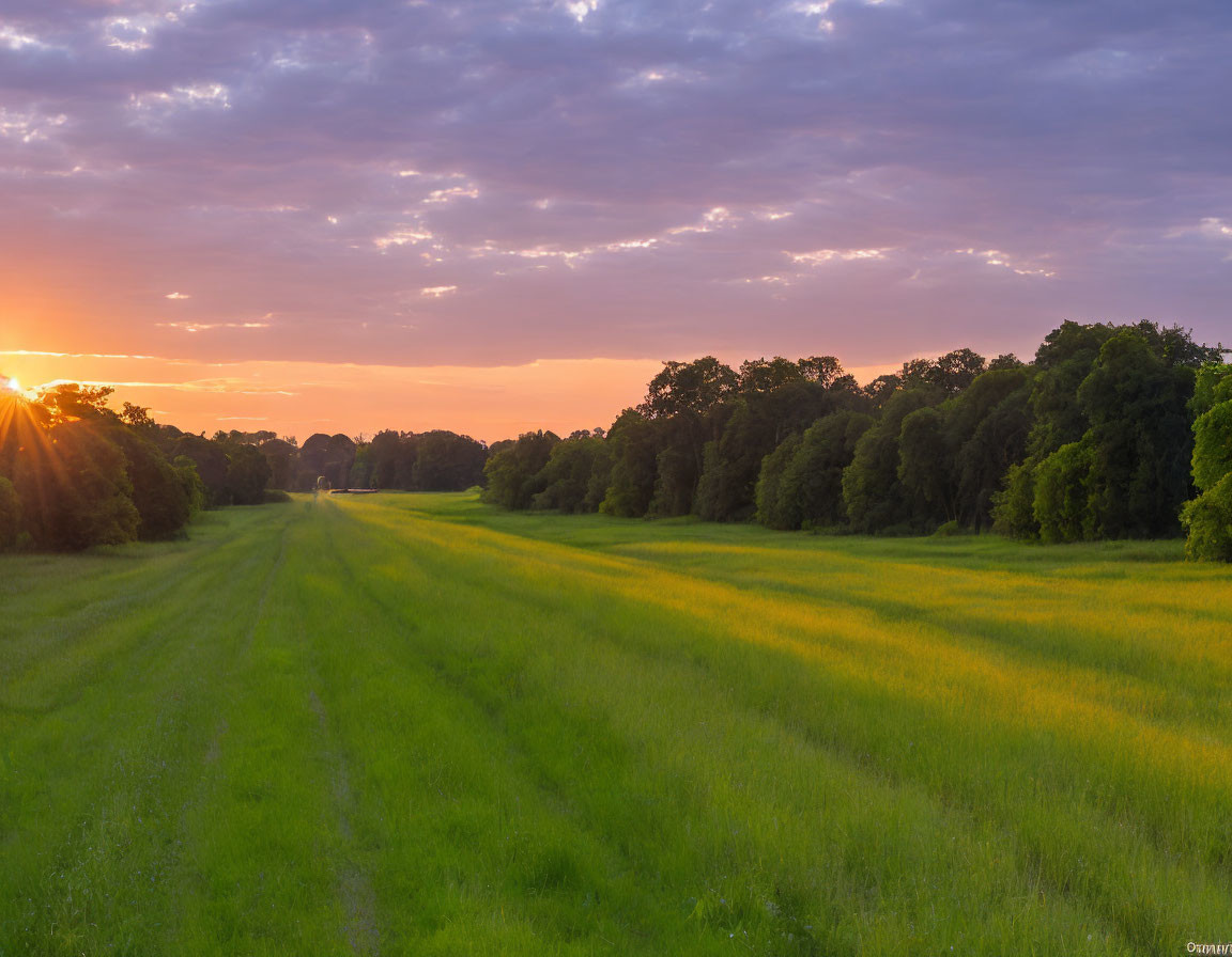 Scenic sunrise over lush green field with tree line and sunbeams