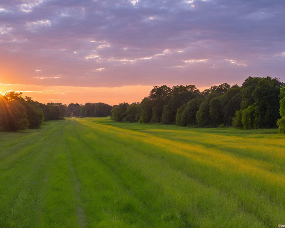 Scenic sunrise over lush green field with tree line and sunbeams