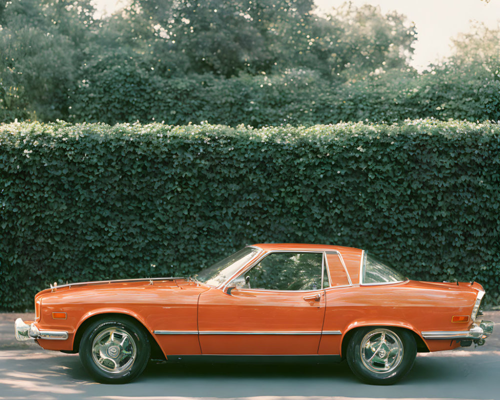 Vintage Orange Car Parked by Dense Hedge in Soft Light