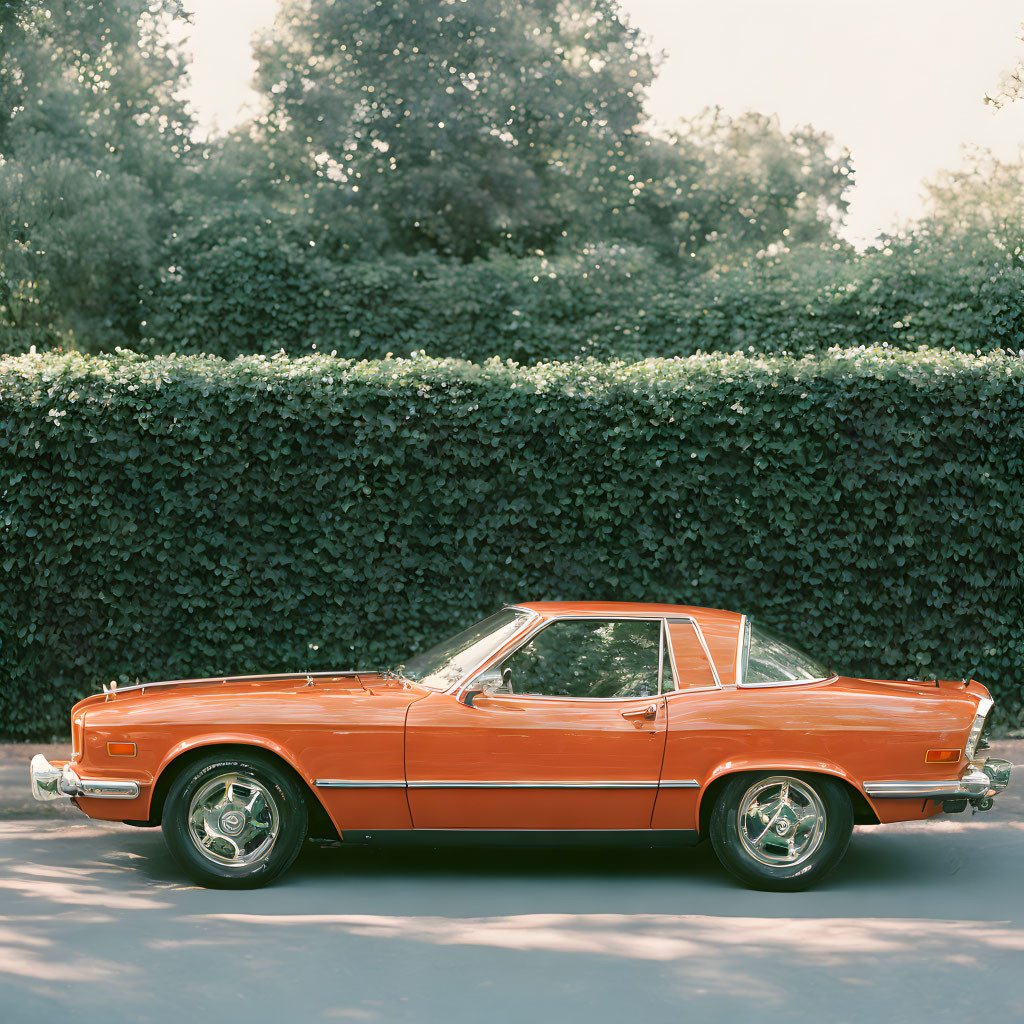 Vintage Orange Car Parked by Dense Hedge in Soft Light