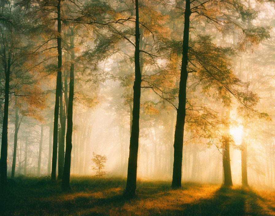 Misty forest with sunlight filtering through trees