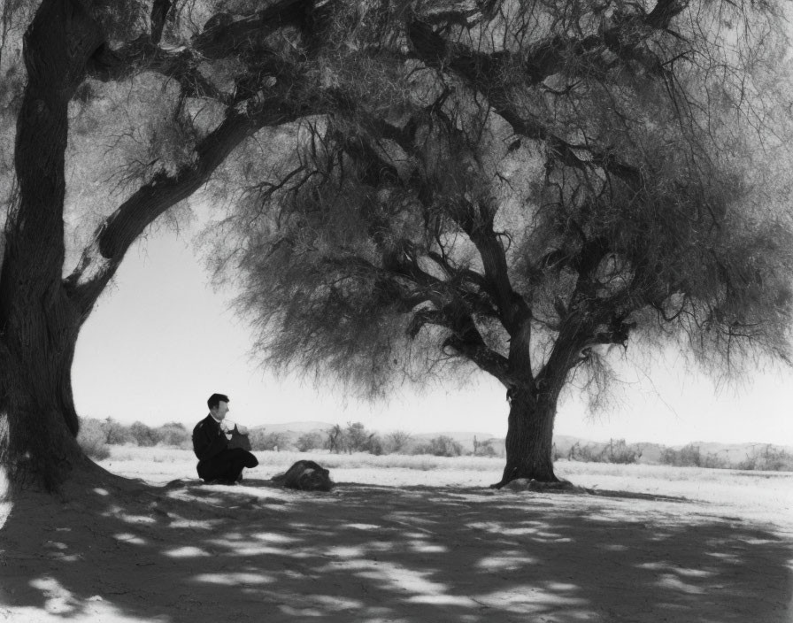 Person sitting under large tree in open landscape