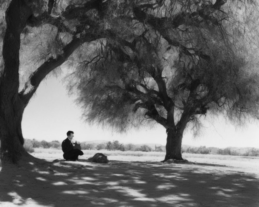 Person sitting under large tree in open landscape