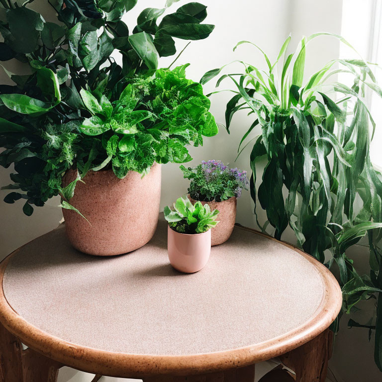 Indoor plant arrangement with large, medium, and small plants in pink pots