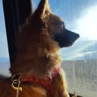 Two dogs in car window with cityscape and flying bird