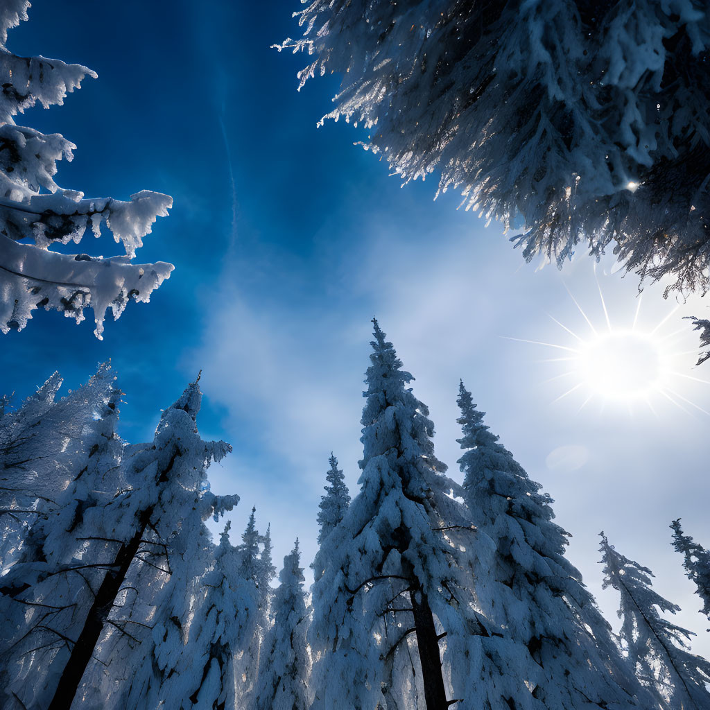 Snow-covered pine trees under a sunny blue sky in a winter scene