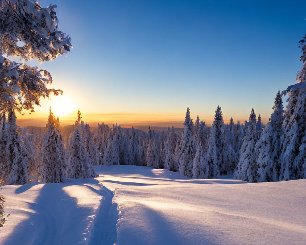 Snowy forest sunset with snow-covered branches and trail under gradient sky