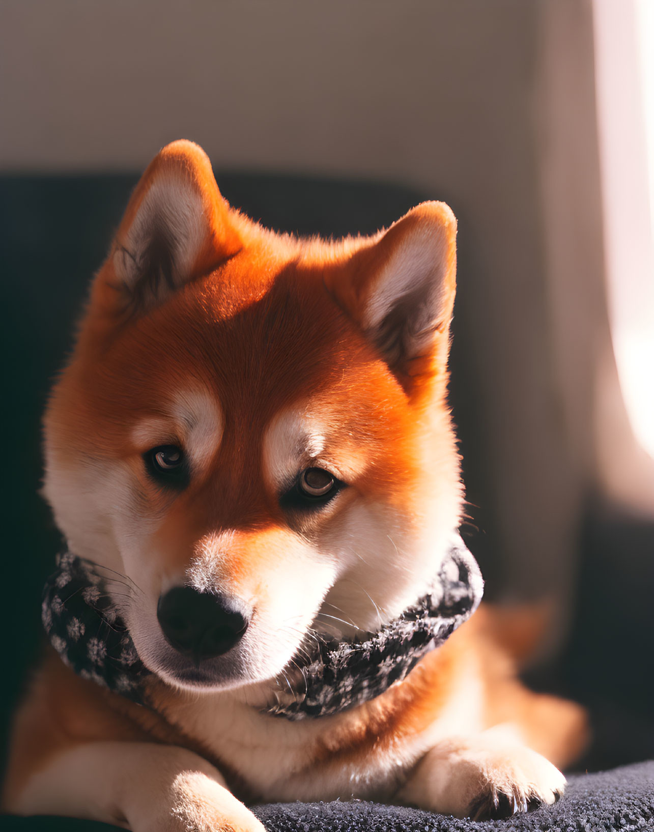 Shiba Inu Dog in Scarf Basks in Warm Indoor Sunlight