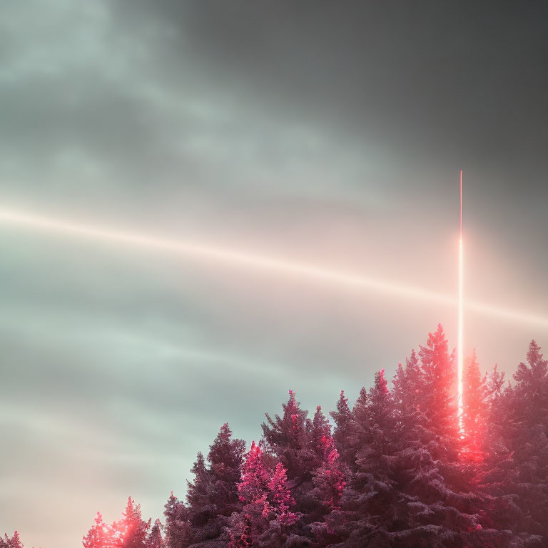 Silhouetted pine trees with light rays at sunrise or sunset in pinkish haze