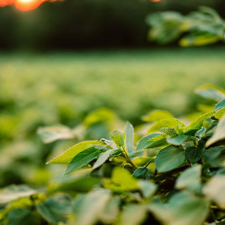 Vibrant green leaves against blurred sunset field with warm light