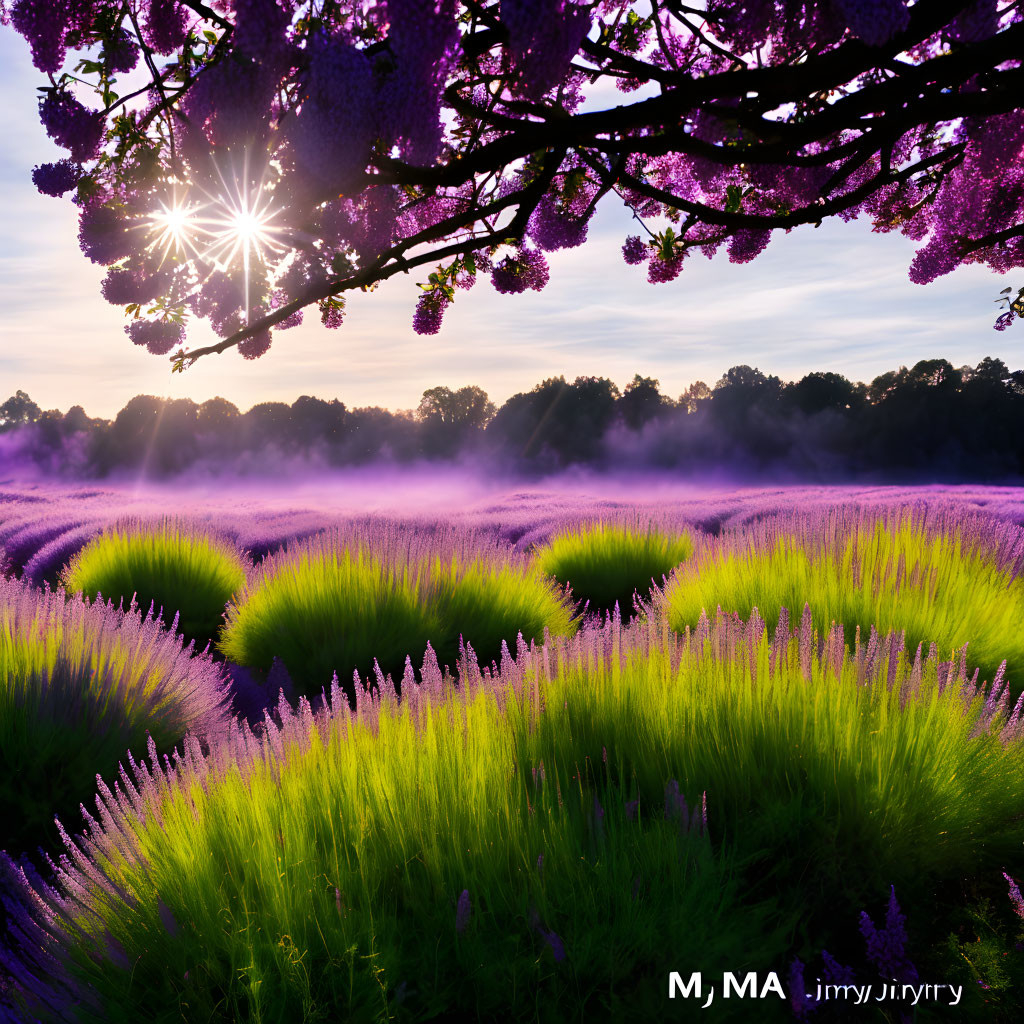 Sunbeams through tree branches on vibrant lavender field at sunset