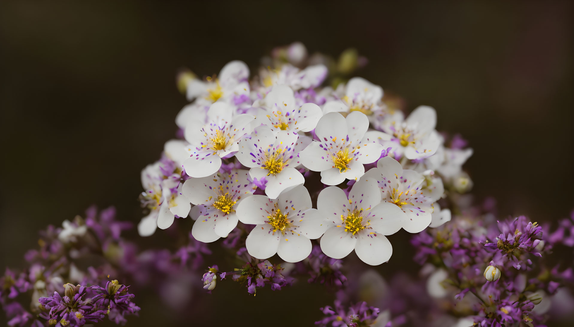 Delicate white flowers with yellow centers and purple speckles on blurred purple buds.