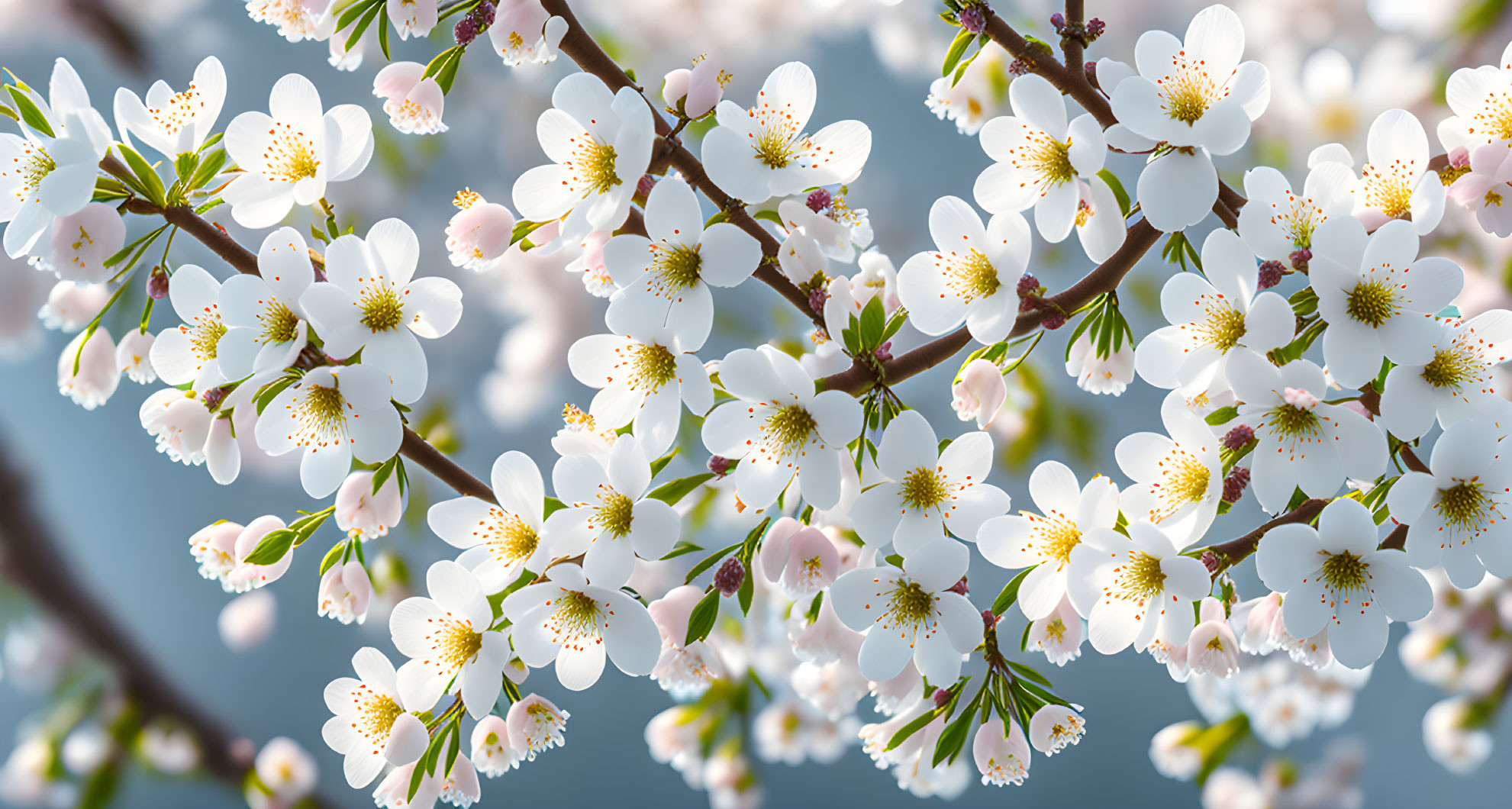 White Cherry Blossoms with Yellow Centers on Soft Blue Background