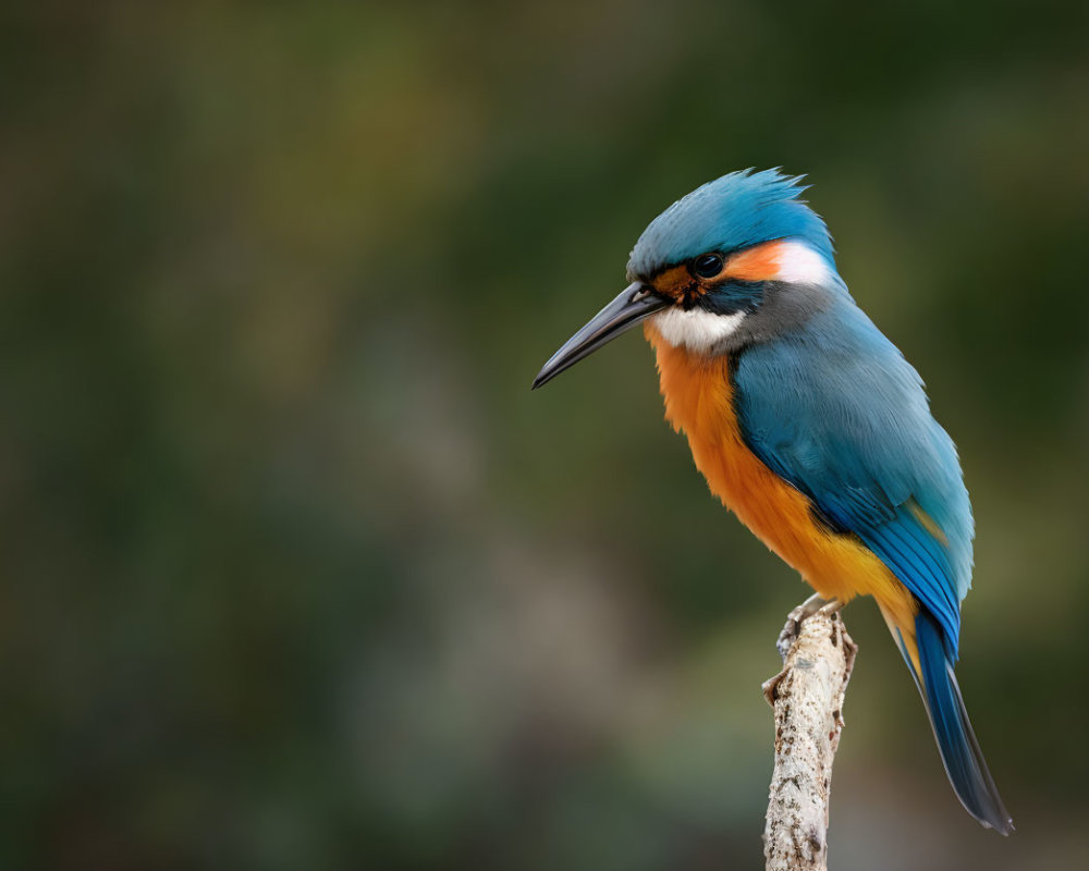 Colorful Kingfisher with Blue and Orange Plumage on Branch