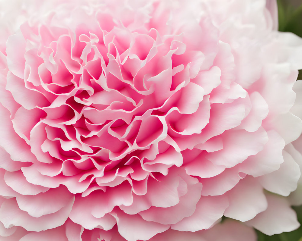 Vibrant pink peony with ruffled petals in full bloom