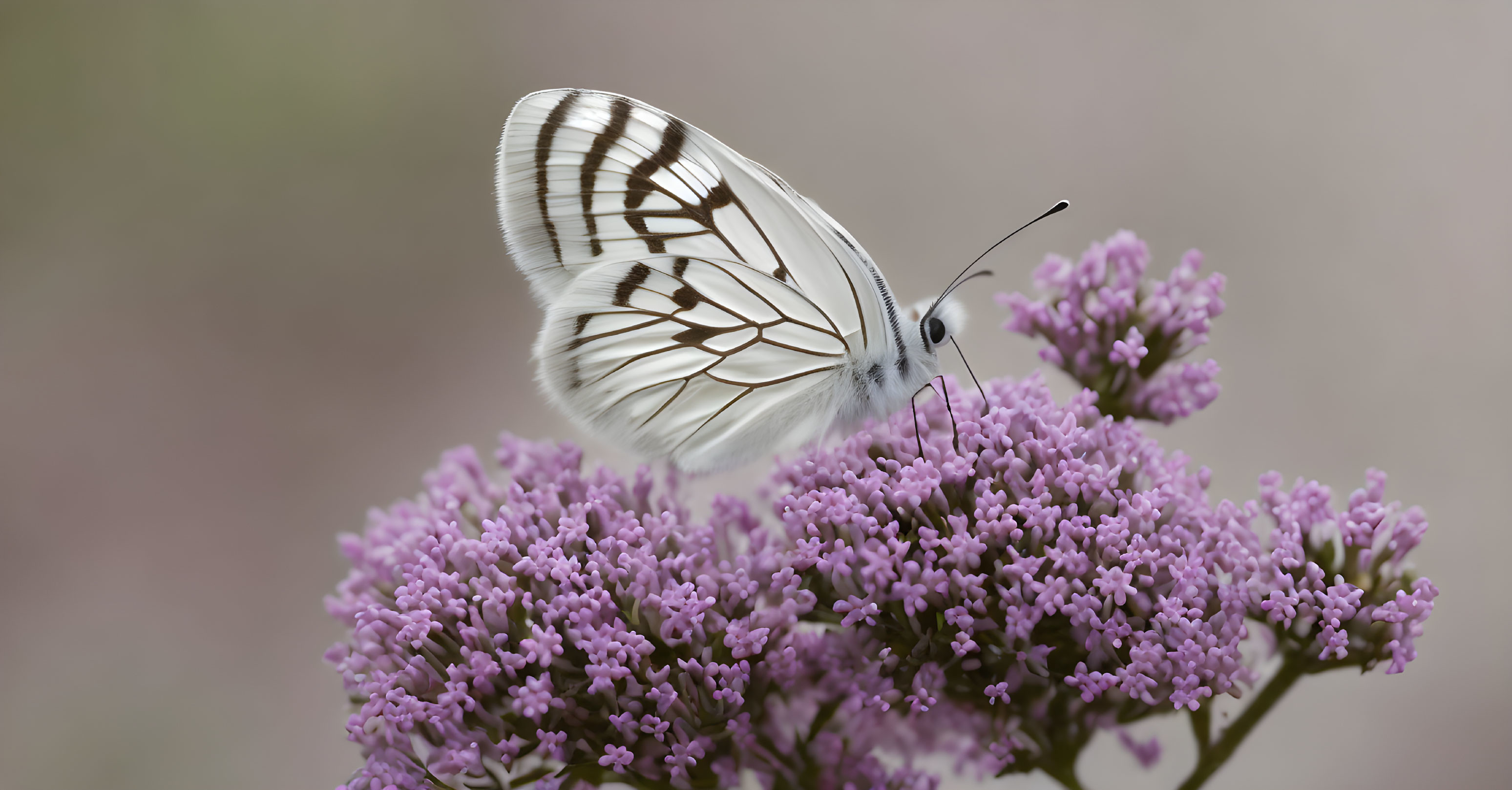 White butterfly with black vein markings on pink flowers in blurred background