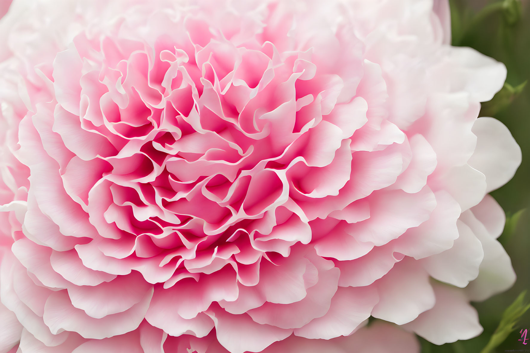 Vibrant pink peony with ruffled petals in full bloom