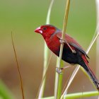 Colorful red bird with black tail on reed against soft green backdrop