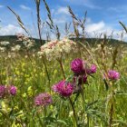 Tranquil field of tall grasses with purple and white wildflowers under a blue sky