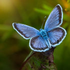 Blue butterfly with black and white markings on purple flowers in green background