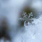 Snow-covered branches in soft focus with falling snowflakes: Winter serenity