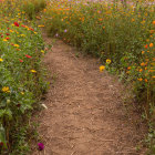 Tranquil walking path with greenery and purple flowers