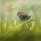 Colorful blue butterfly with orange and black spots on green stem in blurred background