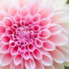 Vibrant pink peony with ruffled petals in full bloom