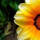 Vibrant yellow sunflower with dark center against green backdrop