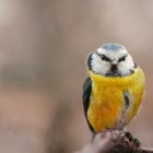 Colorful Cartoon Bird Perched on Wooden Stump with Pink Bokeh Background