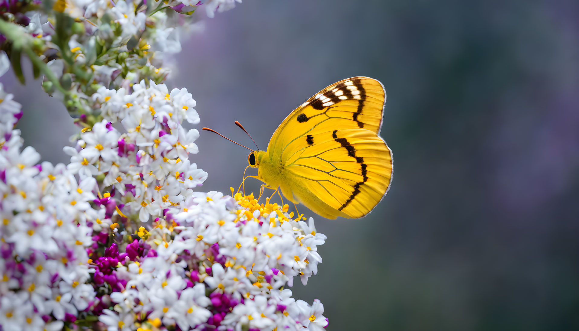 Yellow Butterfly Resting on White and Purple Flowers in Soft Purple Background